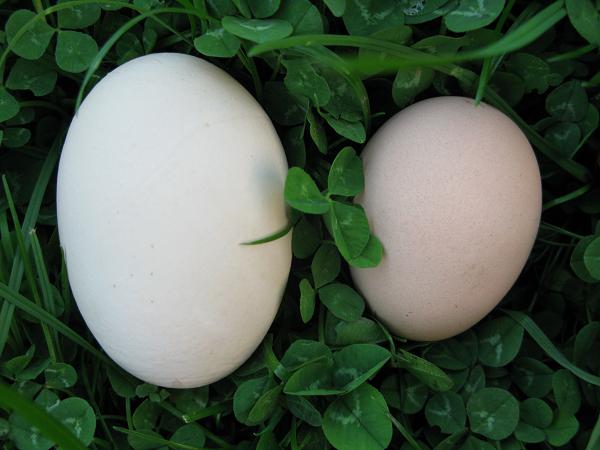 Different Sized Eggs