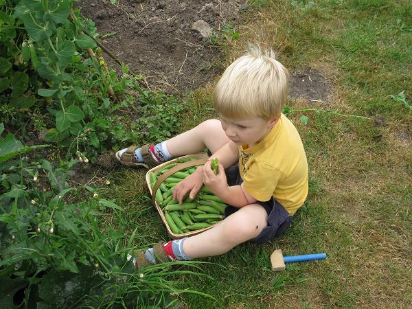 TF Helping with peas
