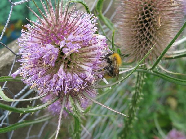 bee on teasels