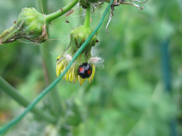 black ladybird