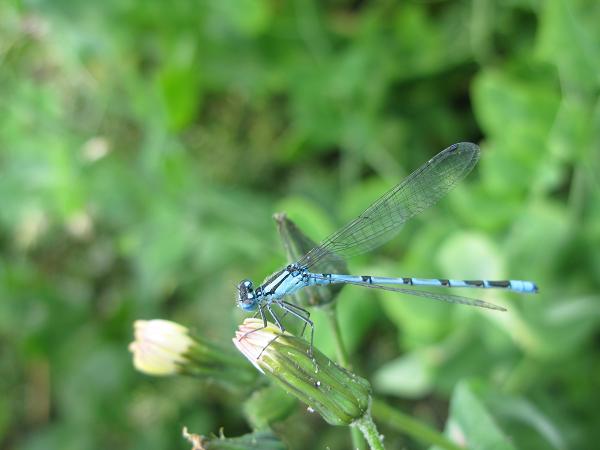 blue damselfly on weed