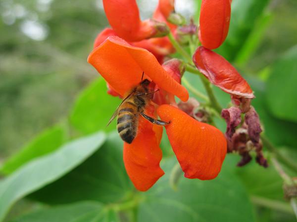 honey bee drinking the runner bean