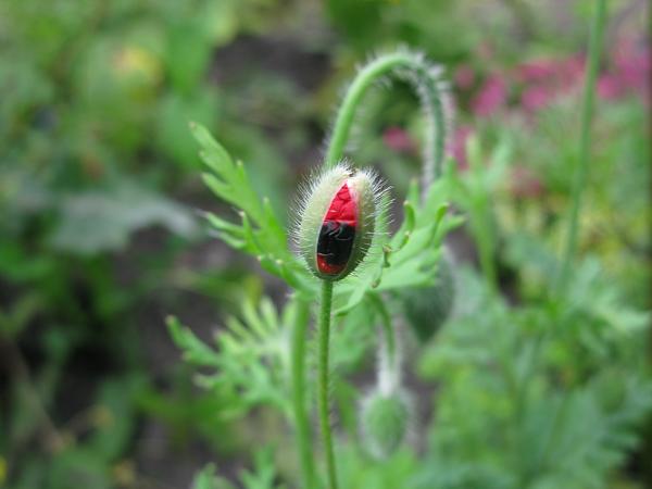 ladybird poppy seedlings