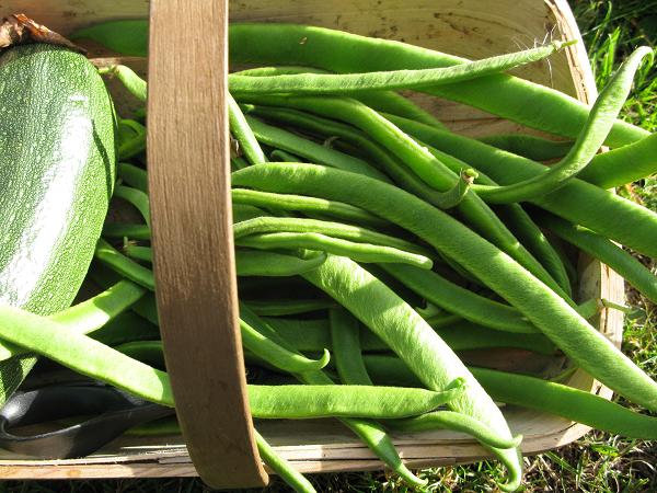 runner beans