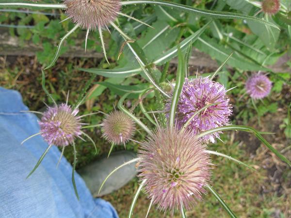 teasel flowers