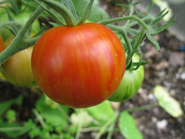 tigerellas in the greenhouse