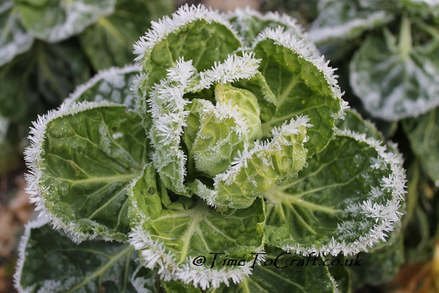 thaw frost on brussell sprouts
