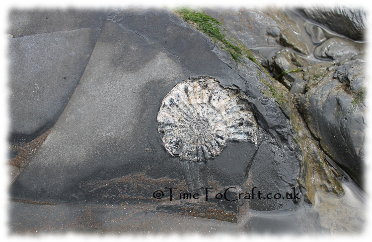 Ammonite3