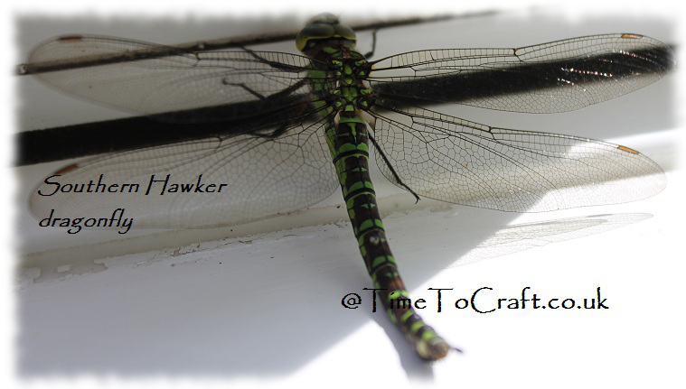 southern hawker dragonfly