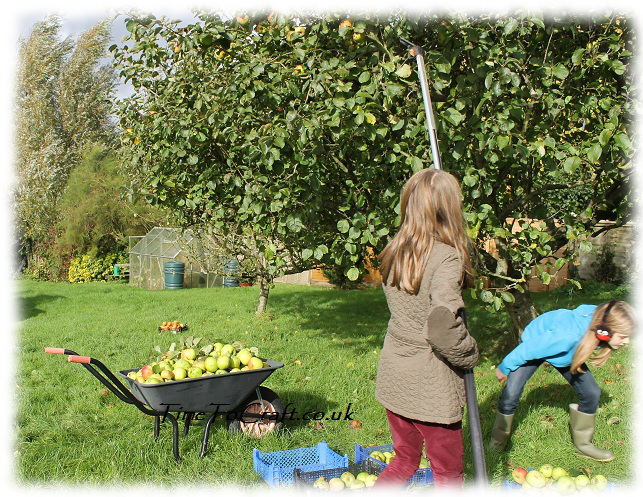 apple cropping on windy day