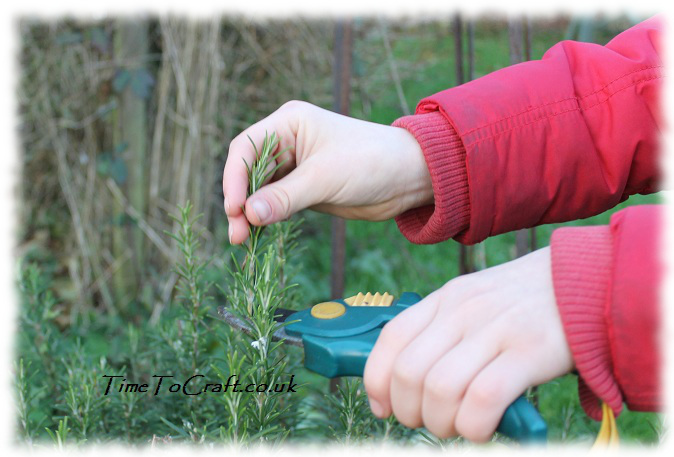 collecting rosemary