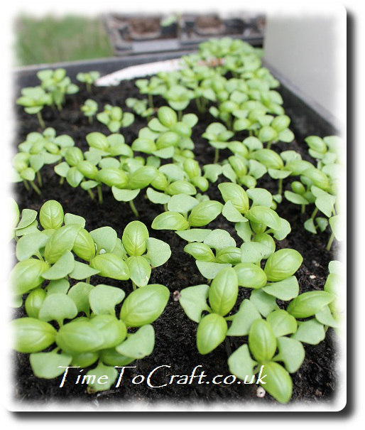 thinning basil seedlings