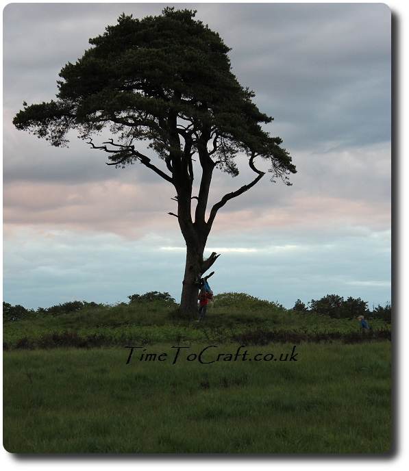 playing on the tree at dusk
