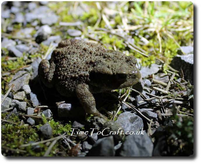 toad in forest at night