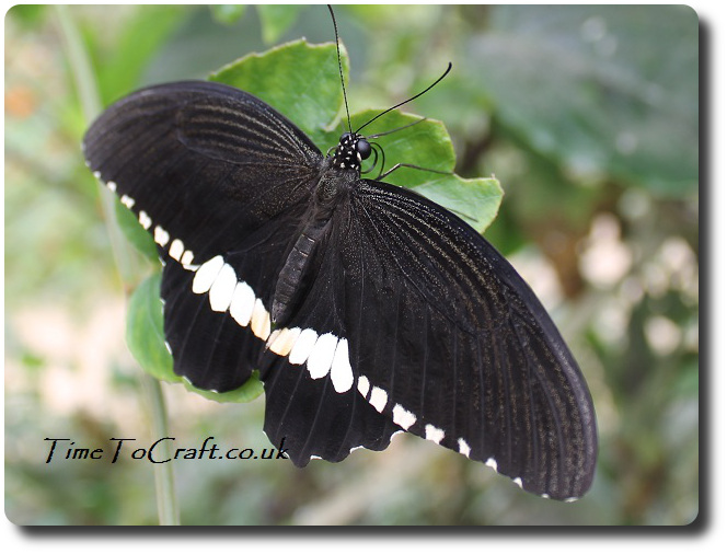 common mormon butterfly