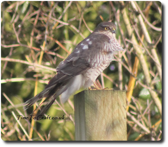 Sparrowhawk