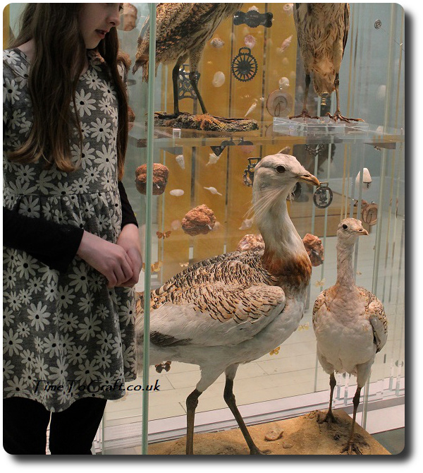 Great Buzzards at Taunton Museum