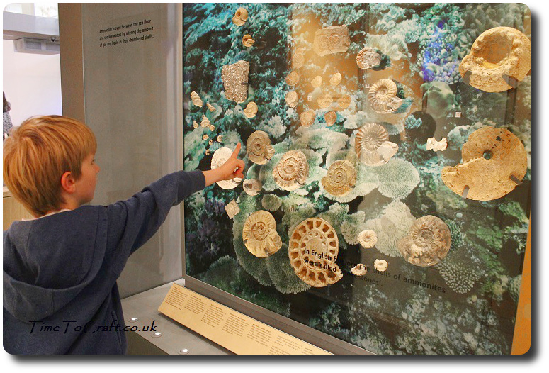 ammonites at Taunton Museum of Somerset