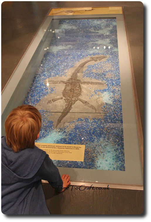 fossil in floor at Taunton museum