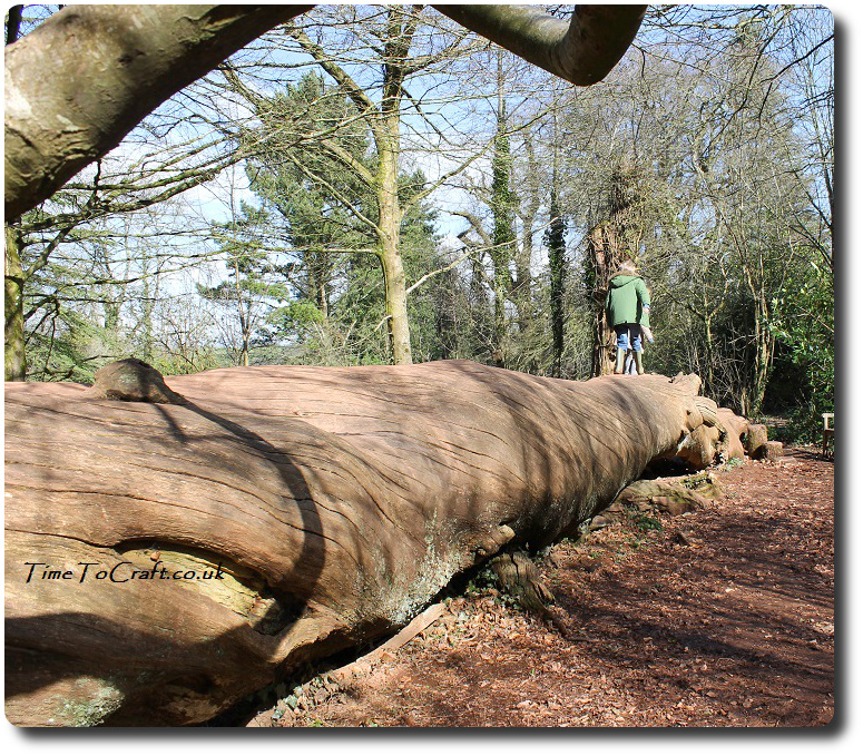 walking along the twisted fallen tree at Fynes Court