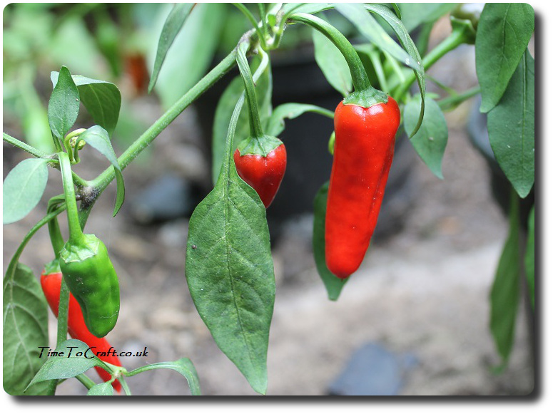 chilli-plant-apache