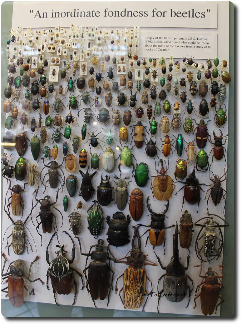 beetles