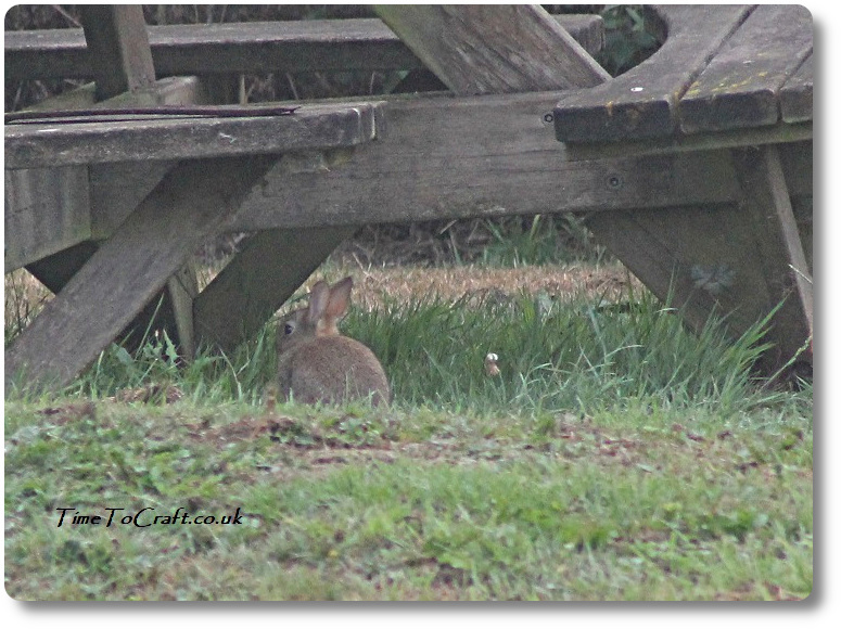 Baby rabbit in the garden