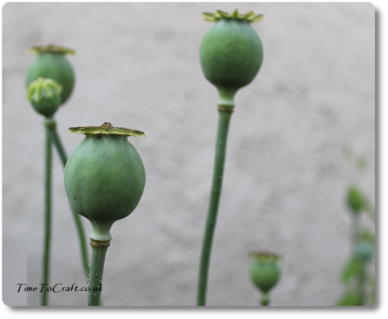 Poppy heads