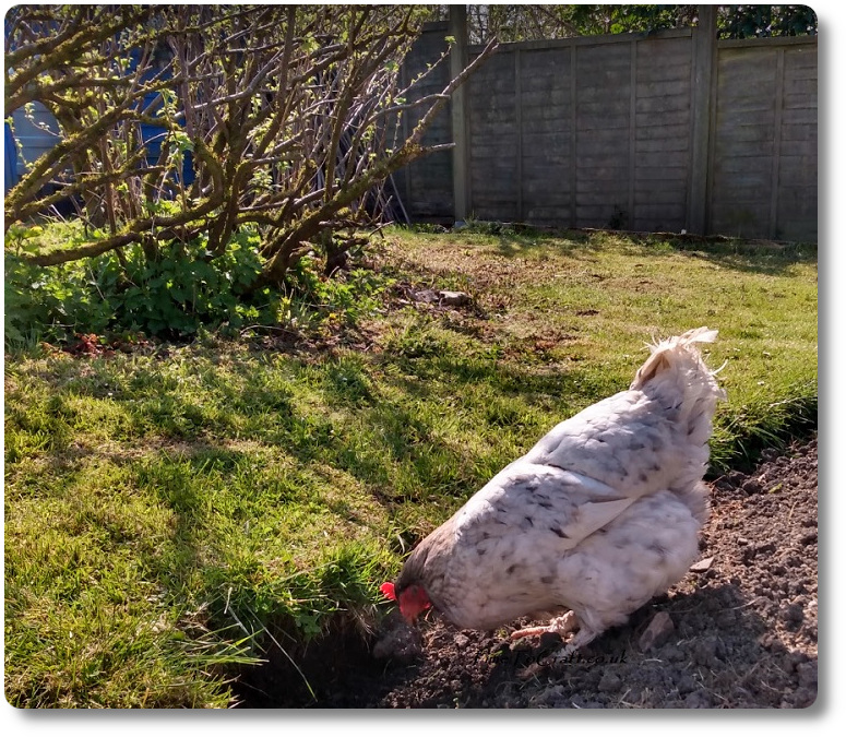 Another week in the countryside. Hen scratching in back garden