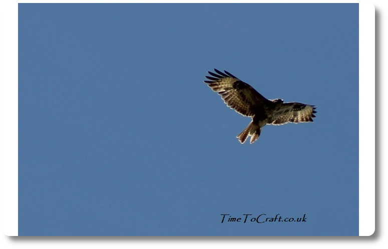 Wild buzzard flying against a blue sky