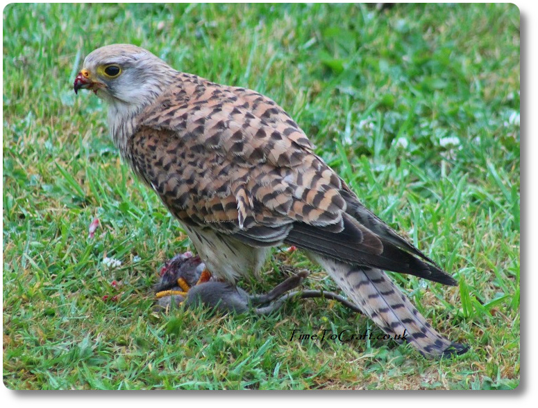 Wild kestrel with a rat in her talons