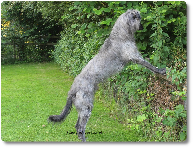 Hero the deerhound standing up on the fence