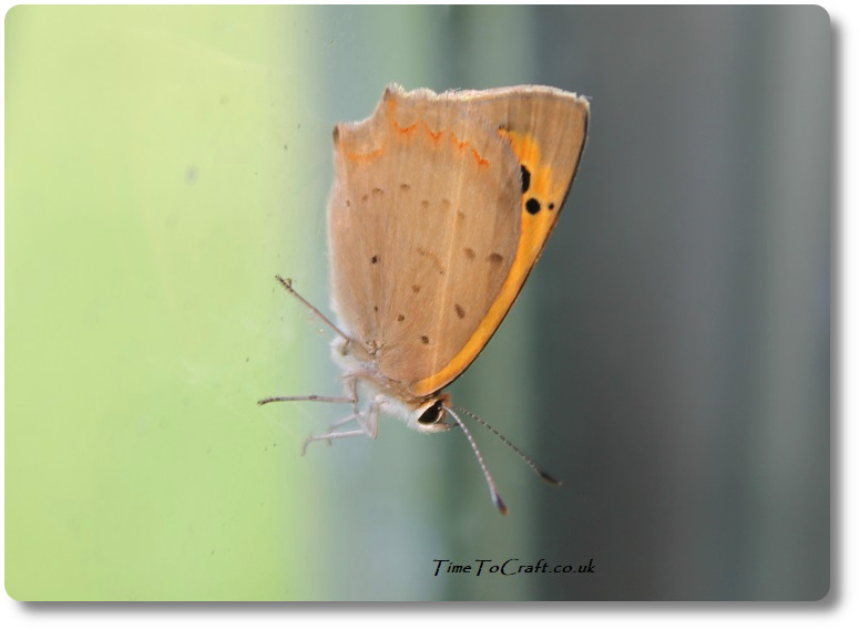 small copper butterfly on greenhouse glass
