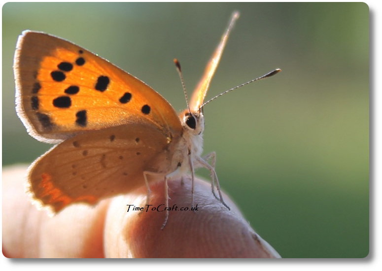 Close up of small copper butterfly