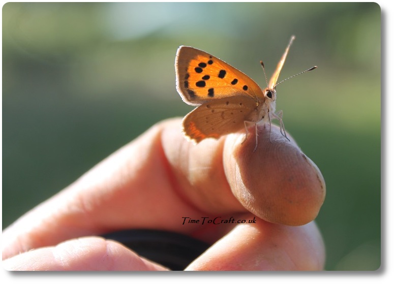 Small Copper butterfly face