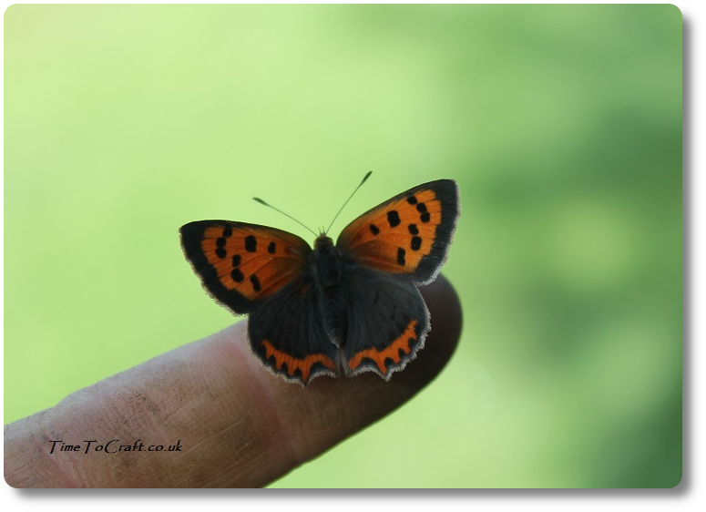Small Copper butterfly in greenhouse on finger