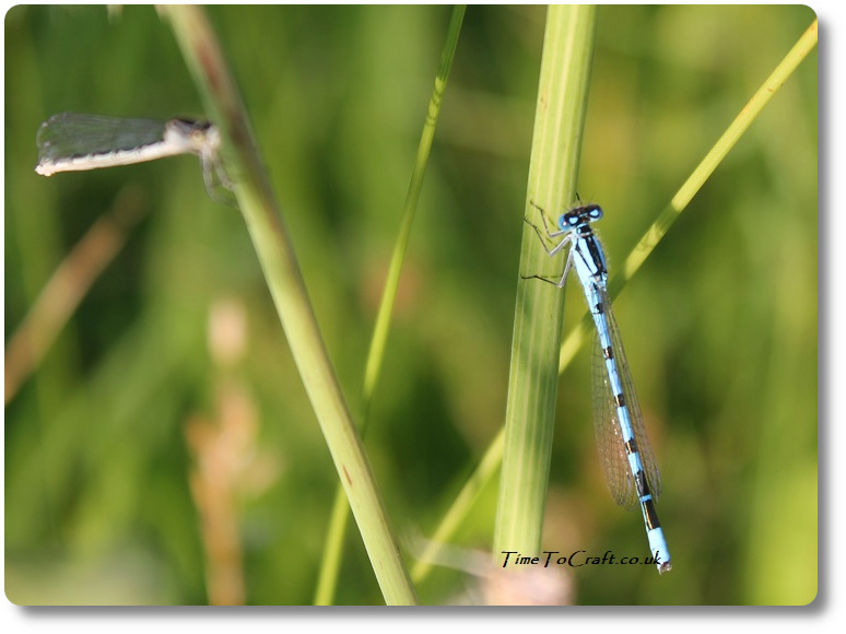 two damselflies balance on long grass stems