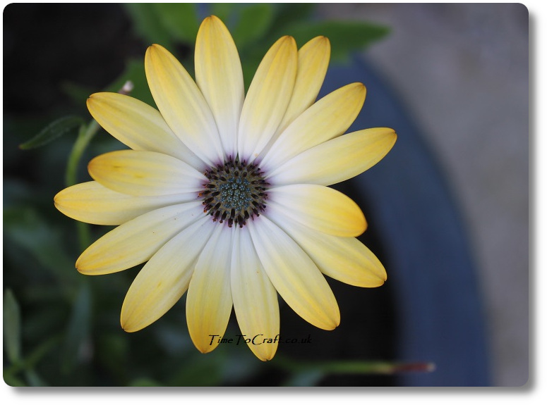 yellow and white osteospermum