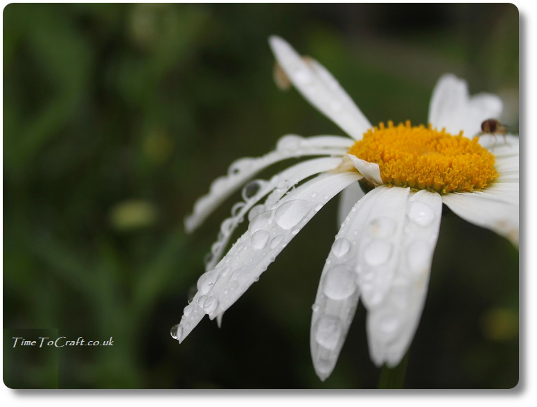 Raindrops on big daisies