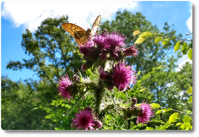 silver tipped fritillary on thistles