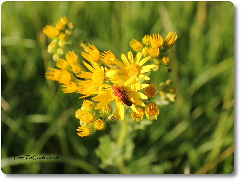 Soldier beetles on ragwort flowers