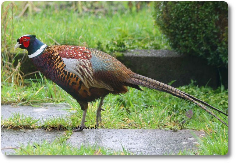 Returning pheasant