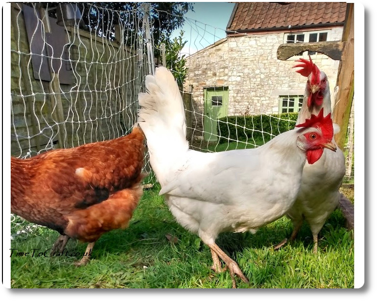 Fix the hens