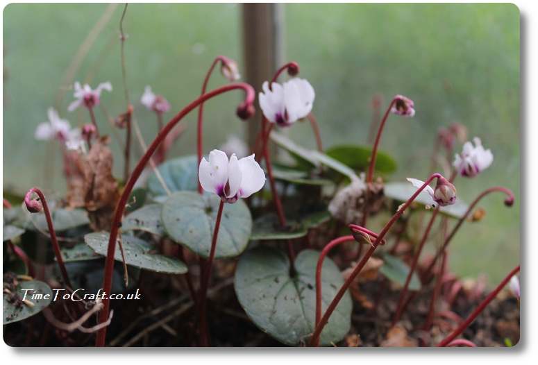 Cyclamens growing in the greenhouse