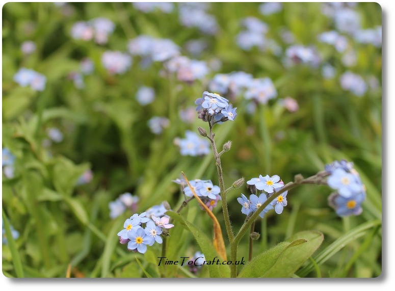 Forget me not - not missing