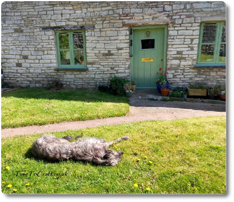 Hero the deerhound in front of cottage. Laid out flat. Not mobile