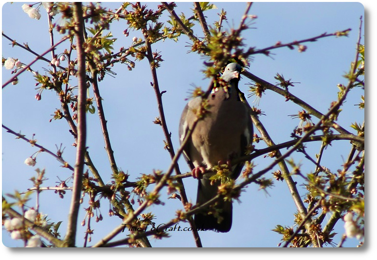 |Wood pigeon breakfasting on apple blossom.