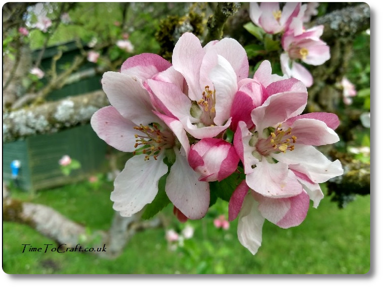 Apple blosson