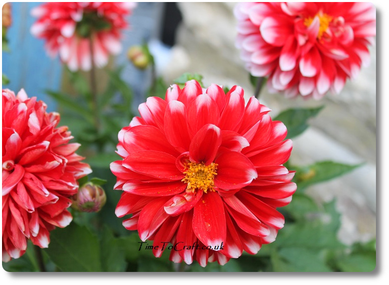 Dahlias in the garden