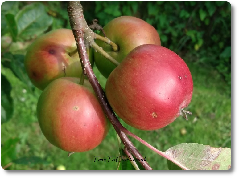 group of apples together